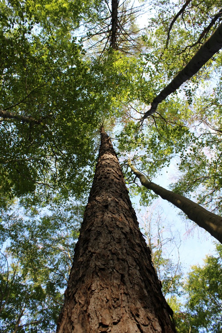 Im Wald