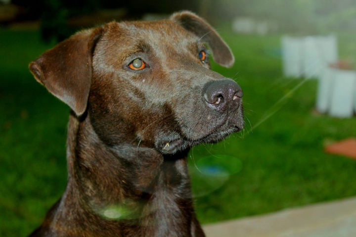 #thor#photodacb#dog