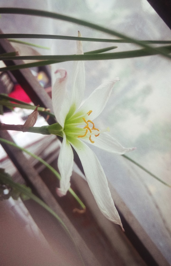 Lilly 