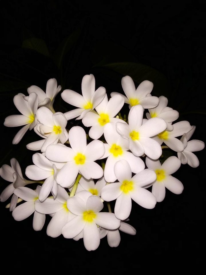 Plumeria flowers