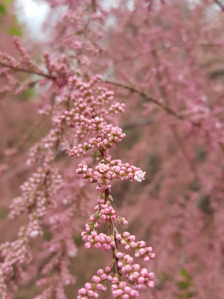 Pinky