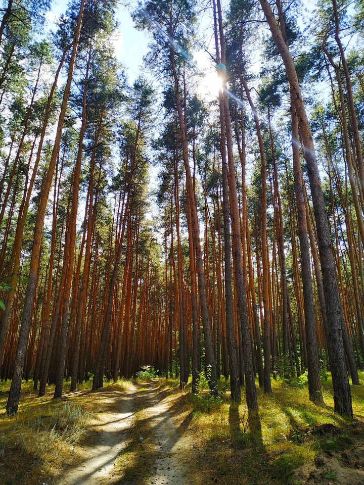 Лес