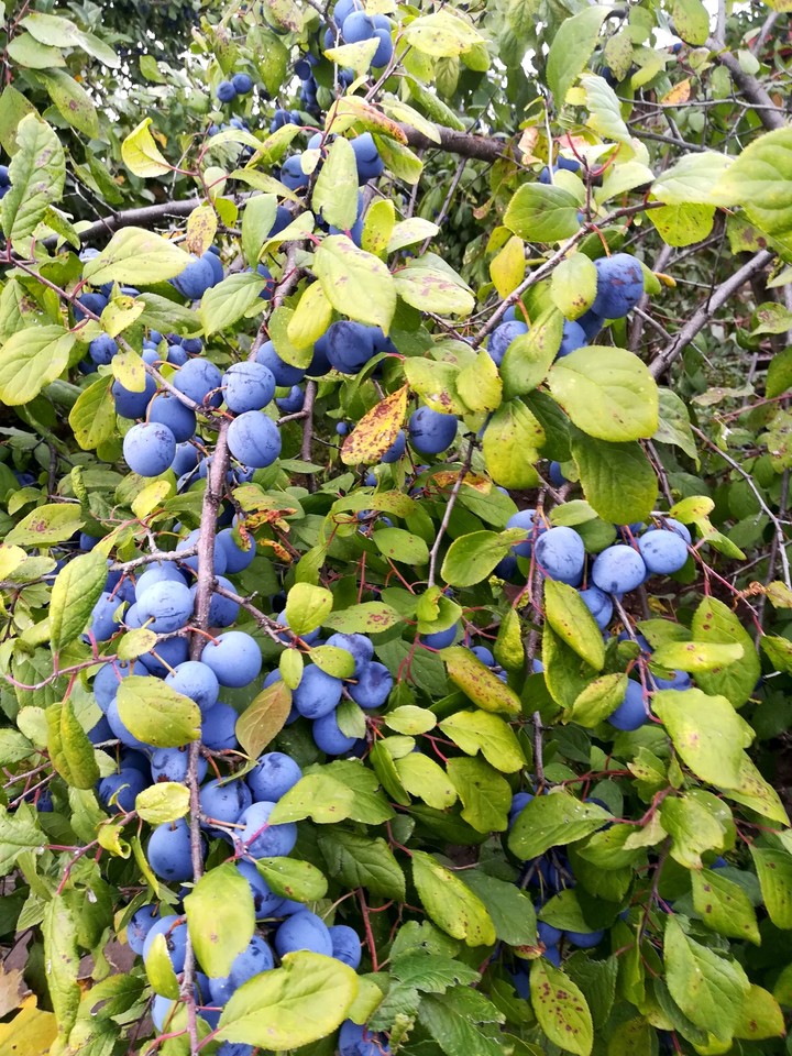 Plum