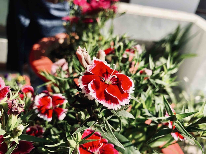 Flowers