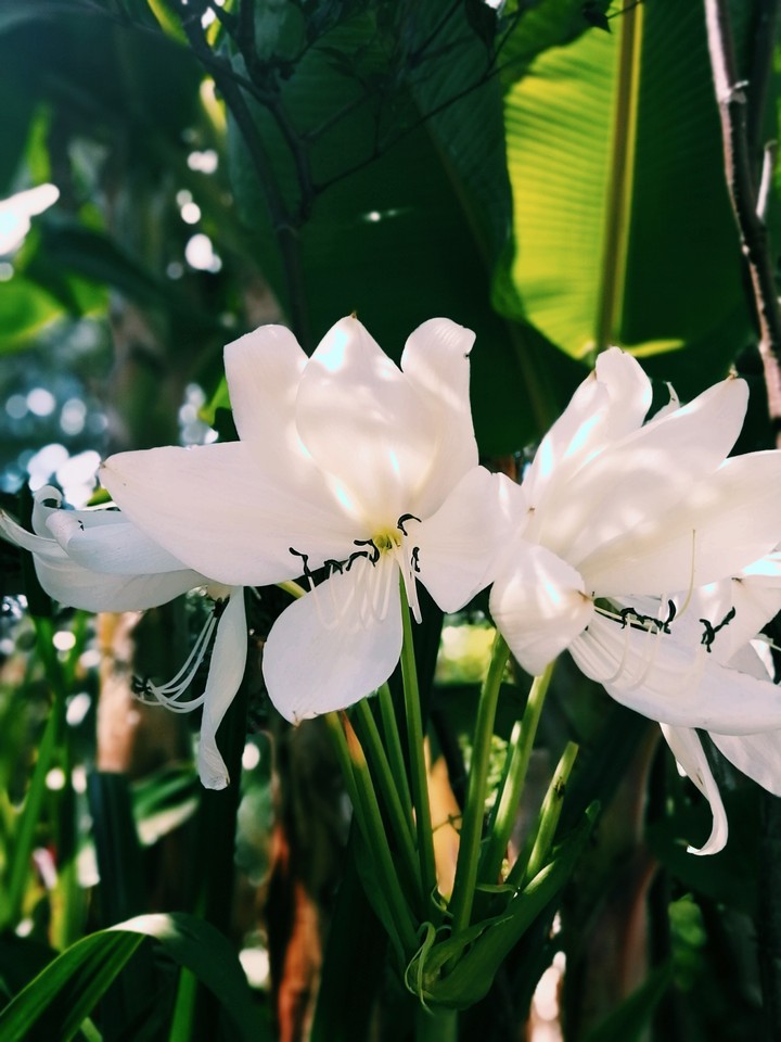 Jardines