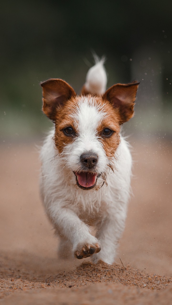 dog shot