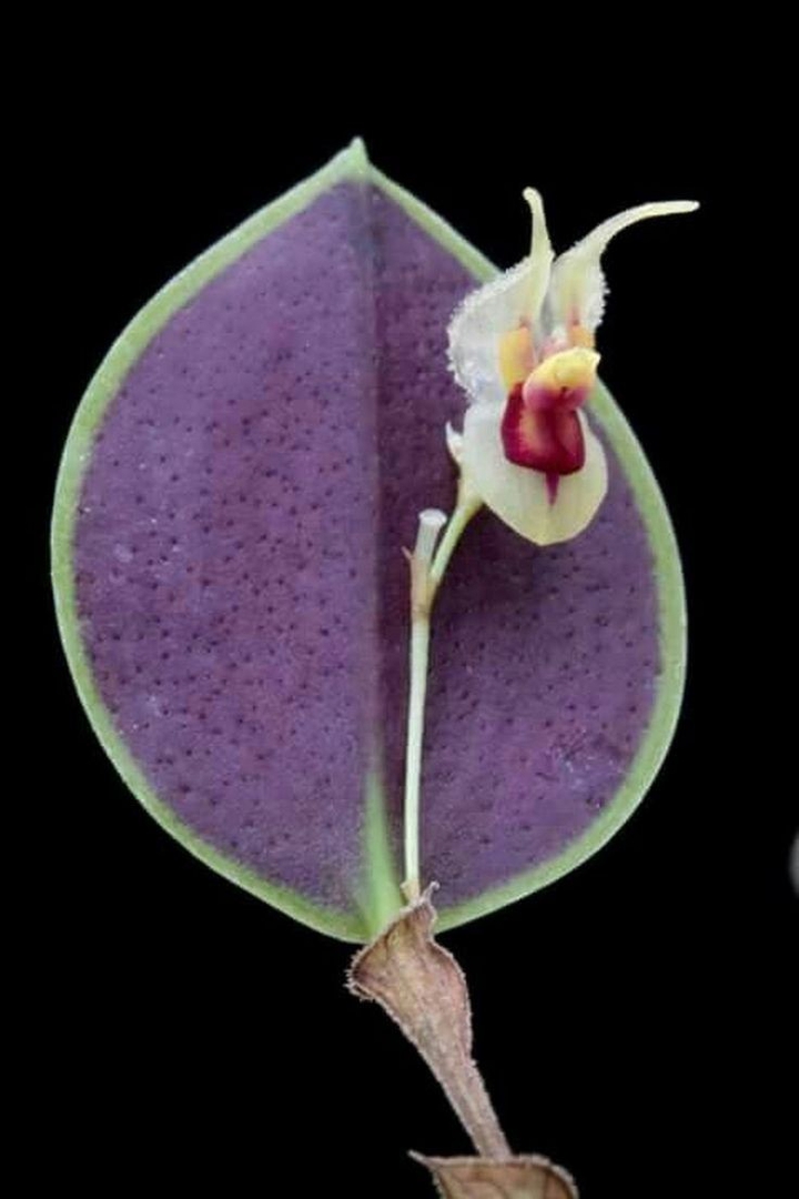 orchid
