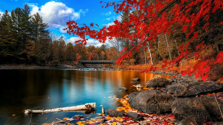 Fall Foliage (HD)