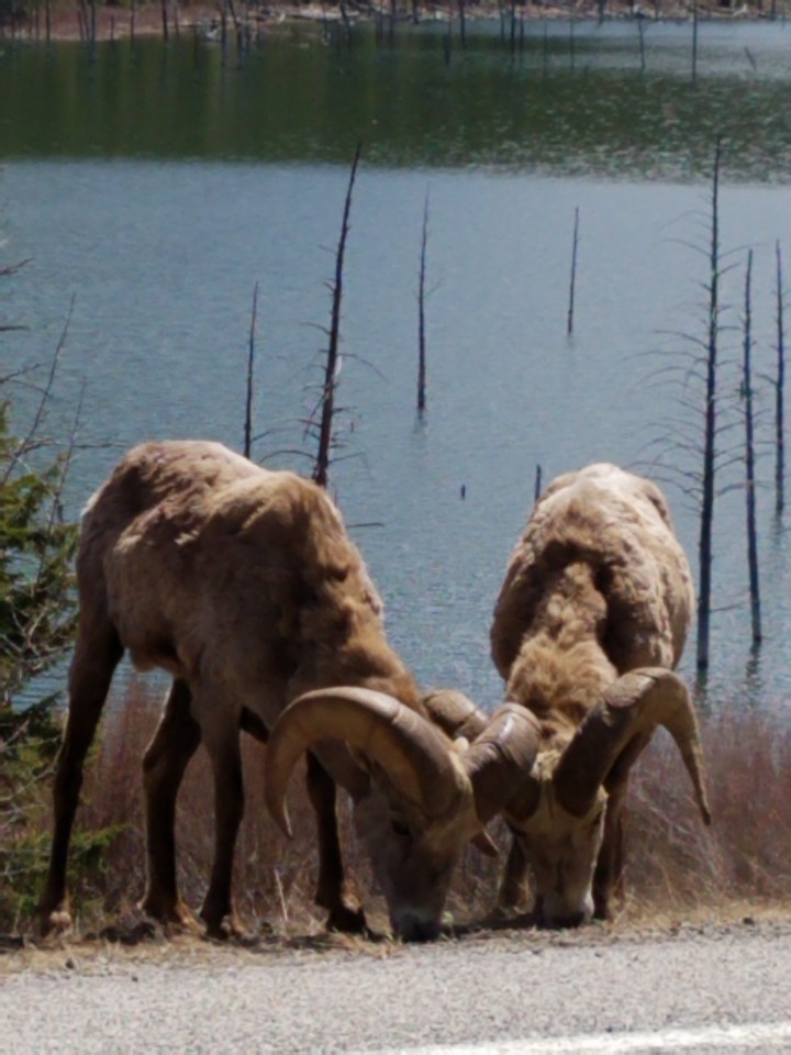 bighorns on quake lake