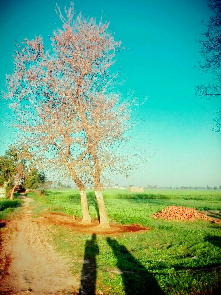 Landscape Tree