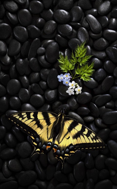 sfondi swallowtails, lepidoptera