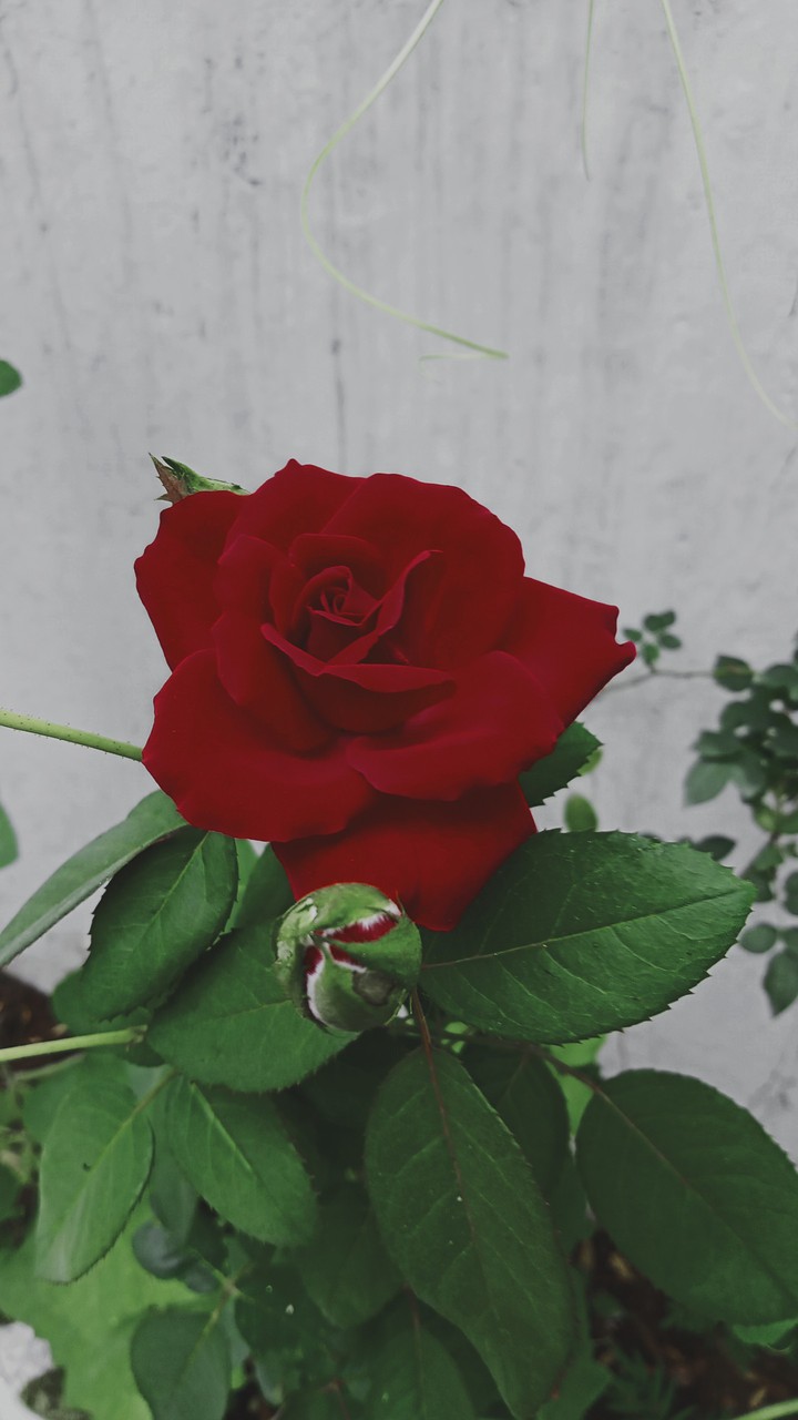 rose love