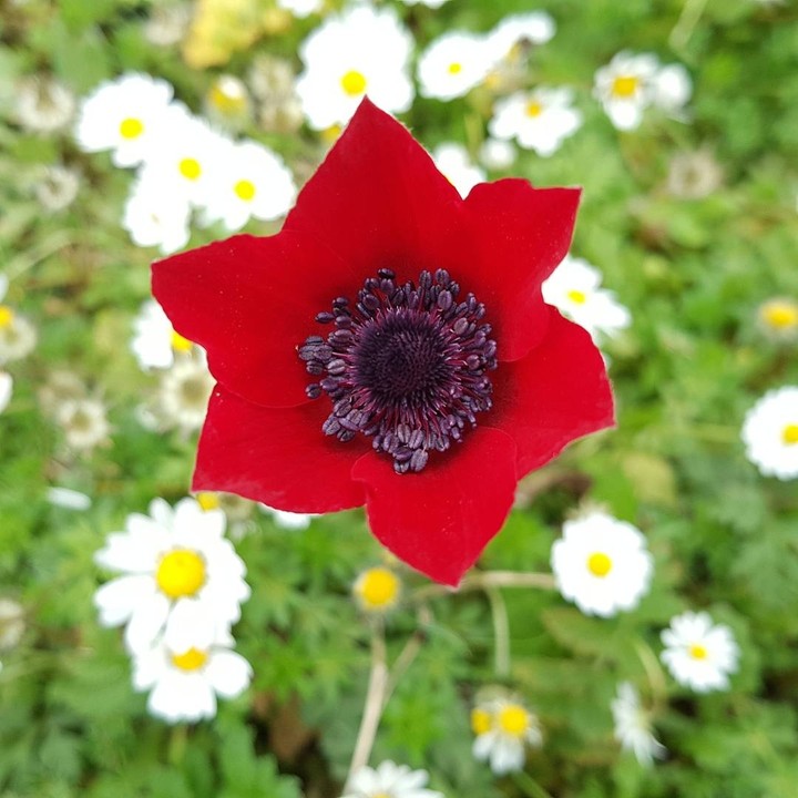 flowers