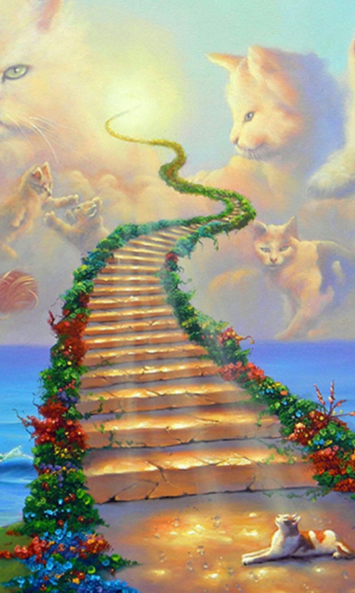 cat heaven