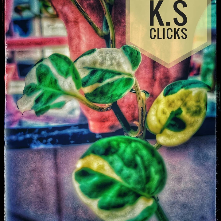 green life