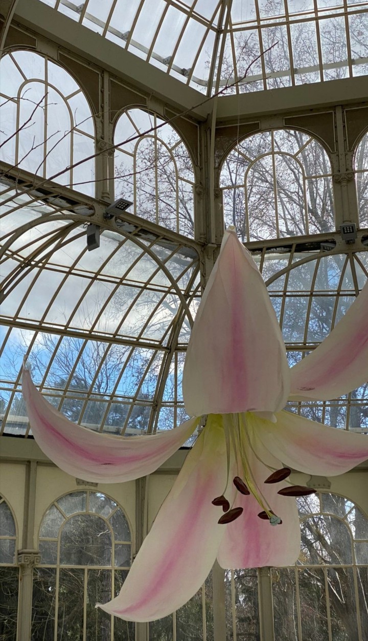 Lily