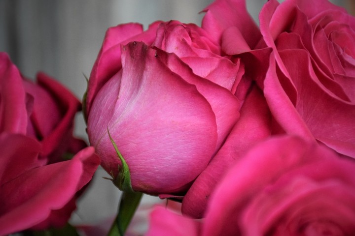 red red rose