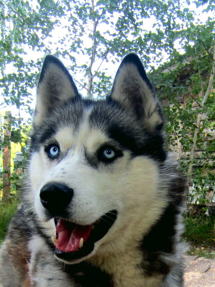 Husky eyes