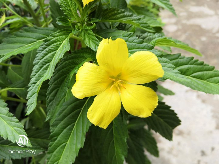 Flower