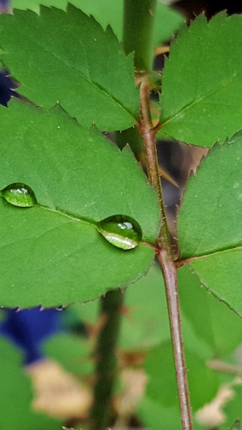 Falling drop