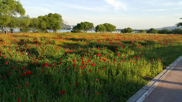 pretty flowers