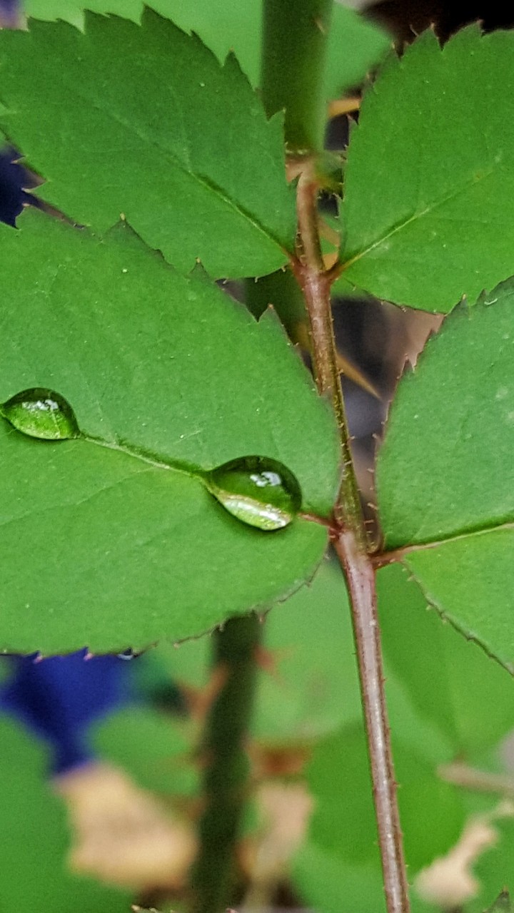 Falling drop