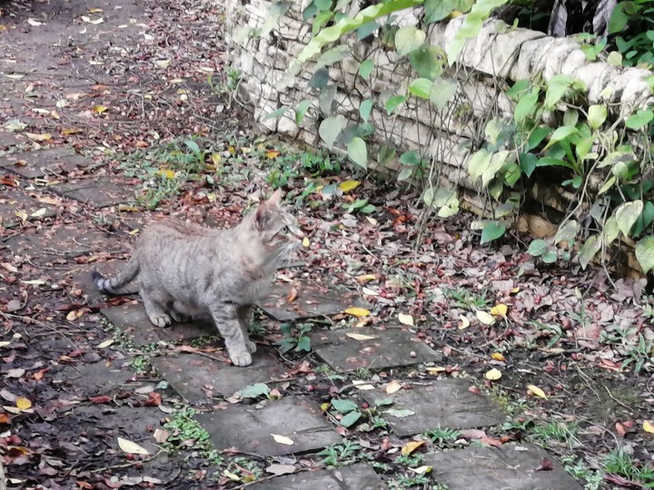cat