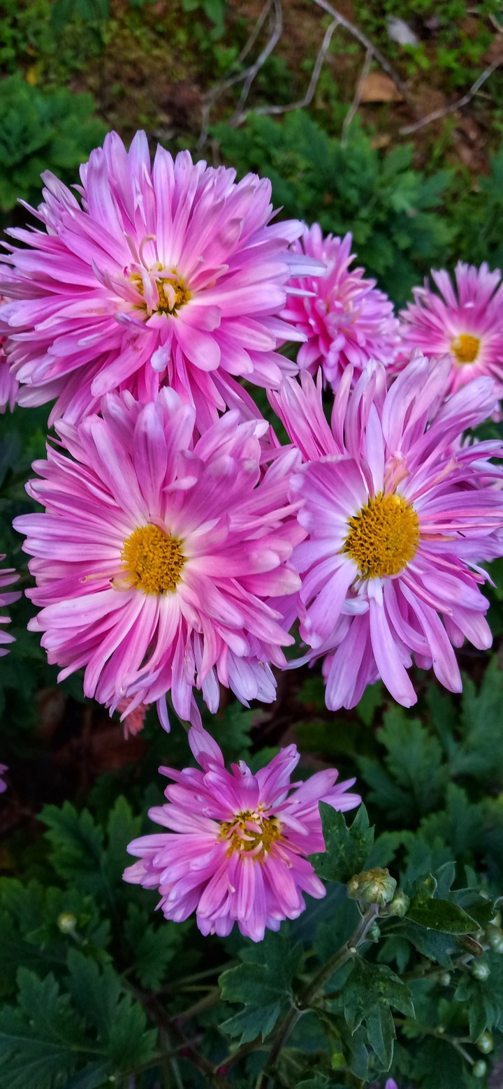 blossoms