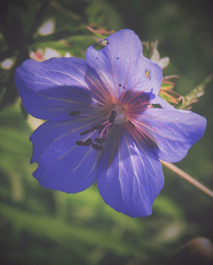 Beautiful flower.