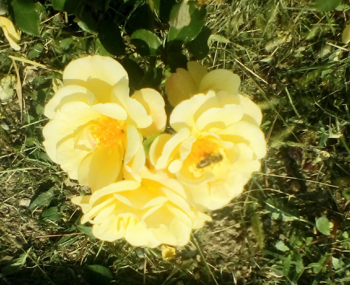 rose