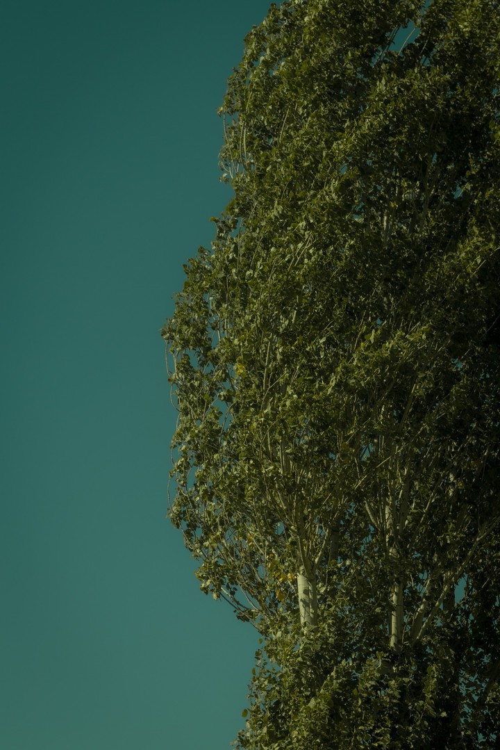 tree