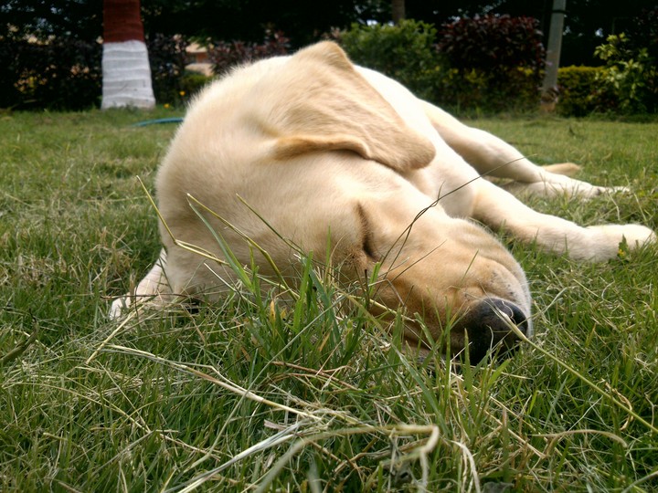 love the new grass bed