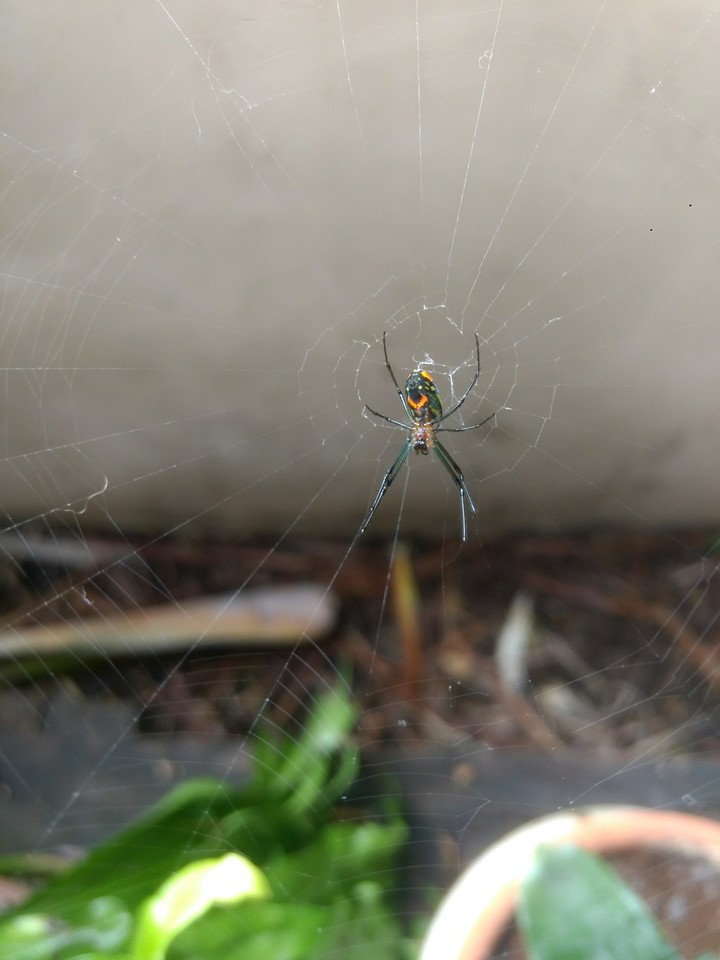Aranha sorridente