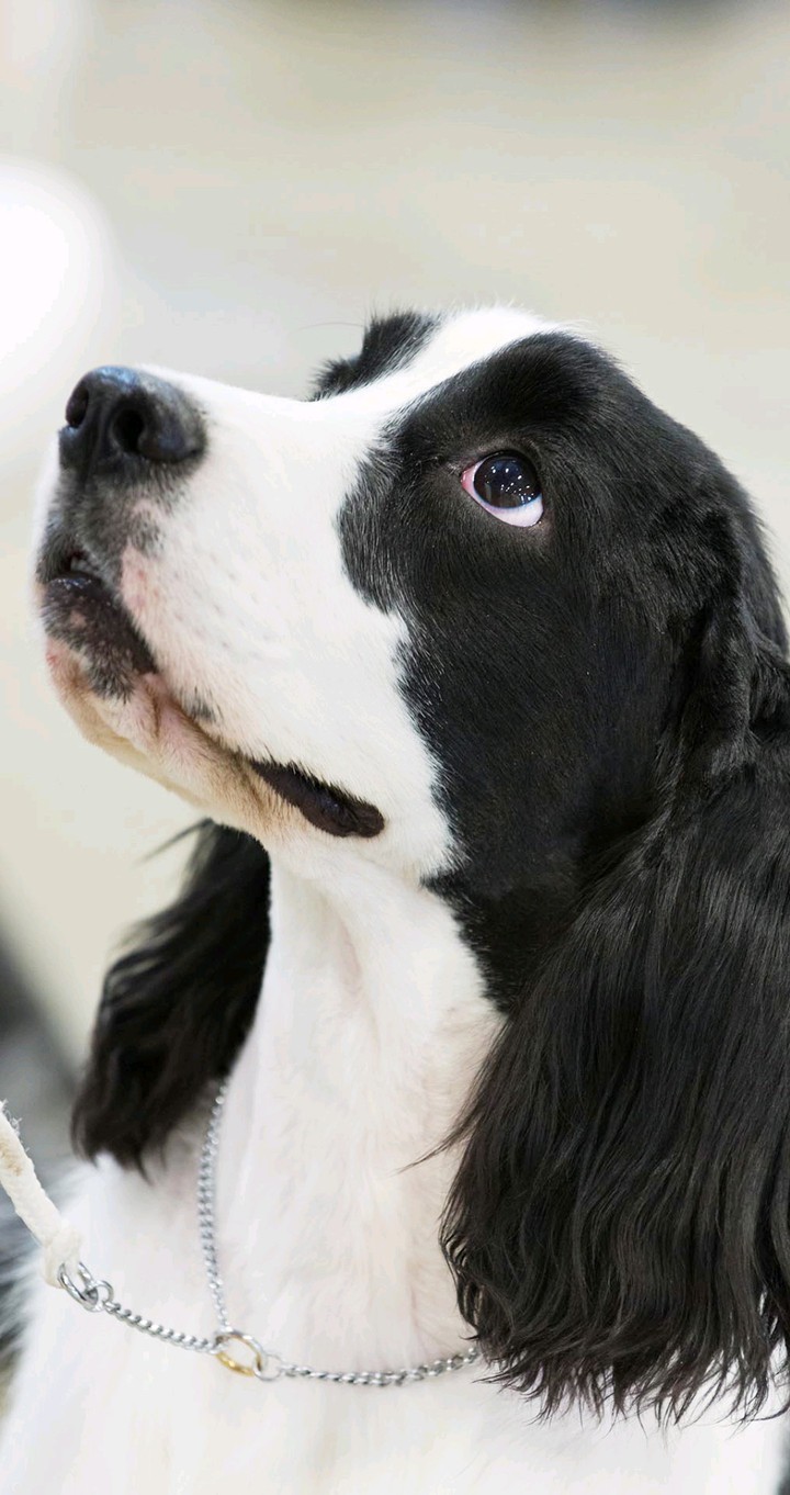 Cute dog
