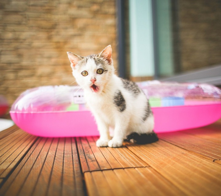 cat