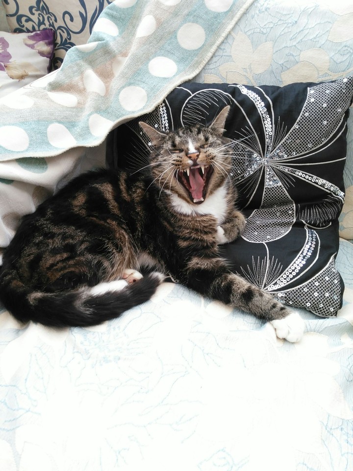 Cat Yawning