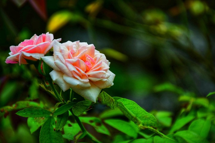 Pink Rose