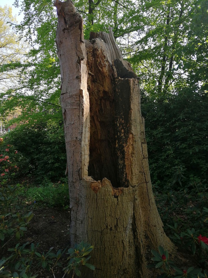 tree
