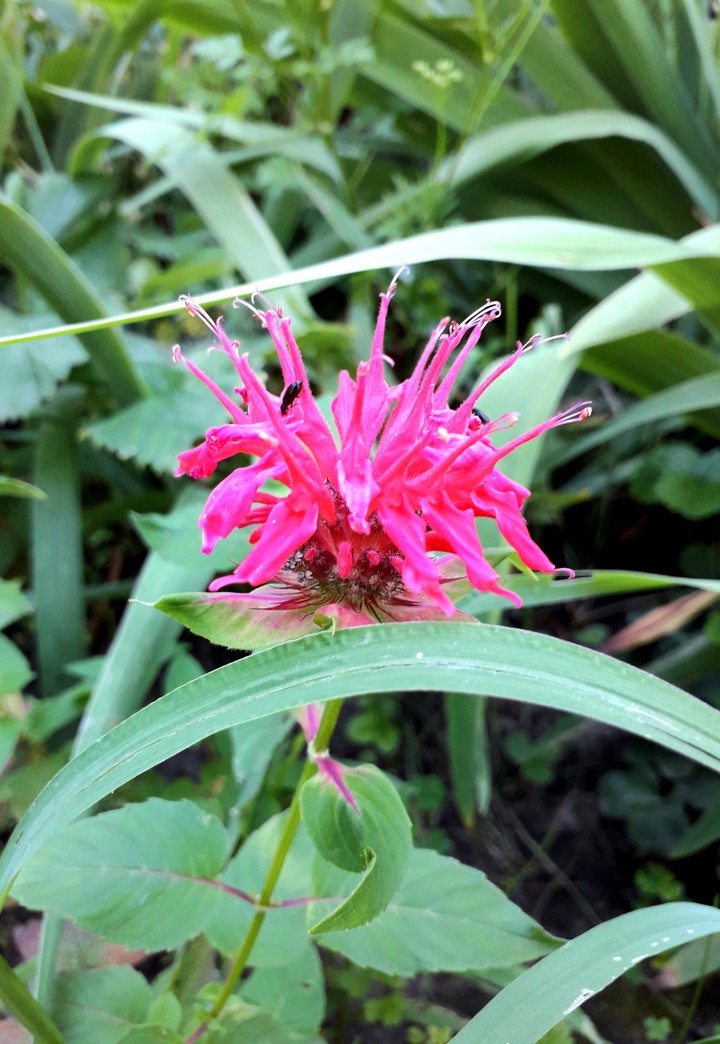 Summer flover in my garden.
