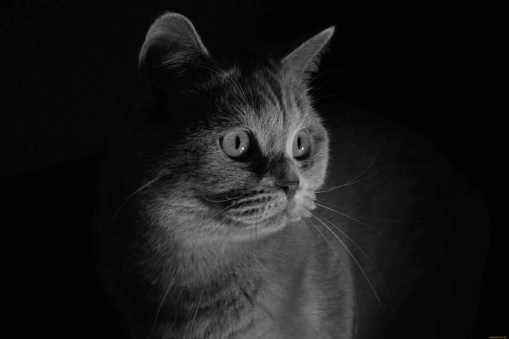 chaton