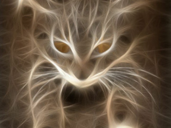 Flaming Cat