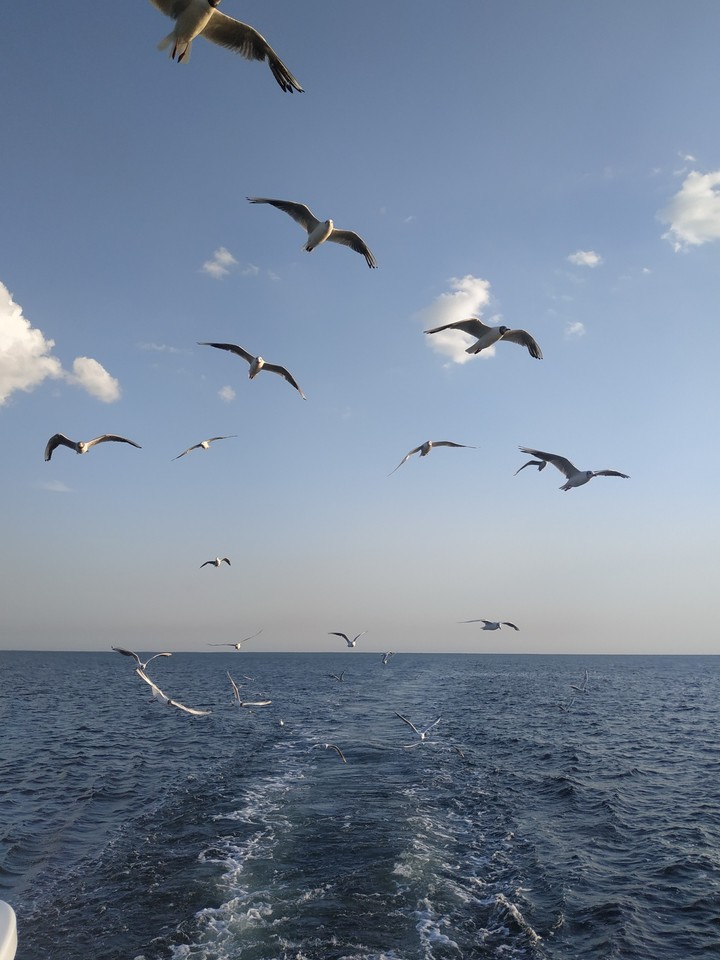 seagulls