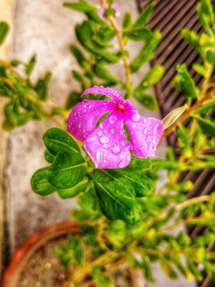 flower and nature