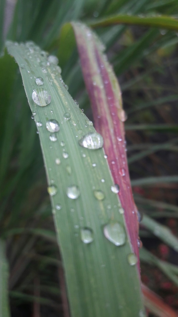 Just a Wet Plant.