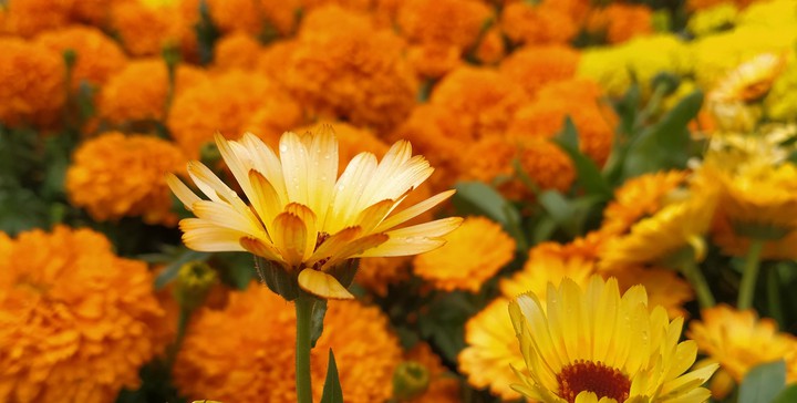 Yellow love