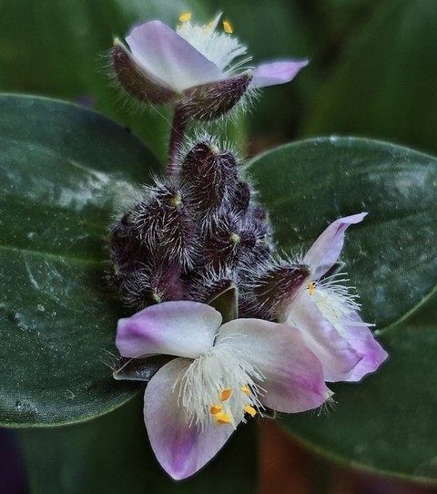 sfondi spiderworts, melastomes