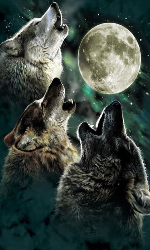 wolf