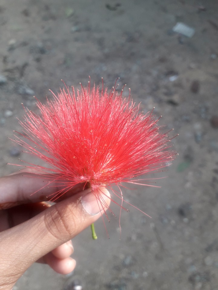# red flower