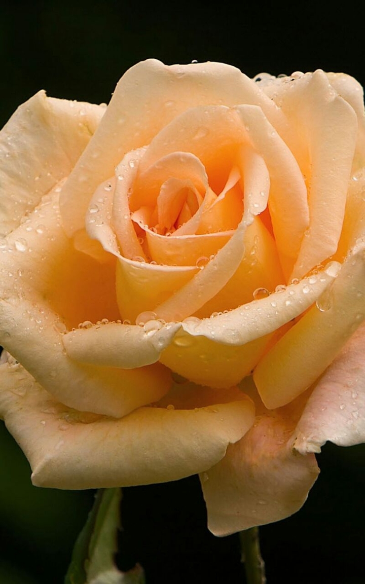rose