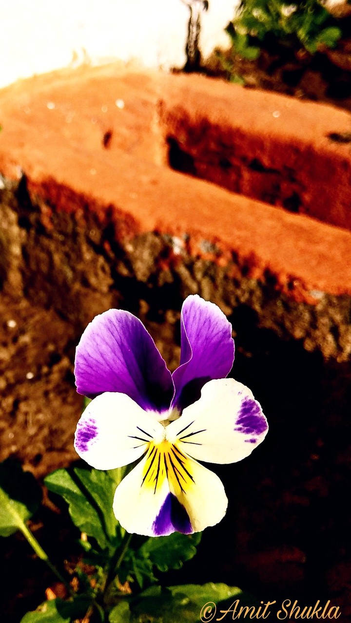 The talking flower